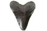 Juvenile Megalodon Tooth - Georgia #90821-1